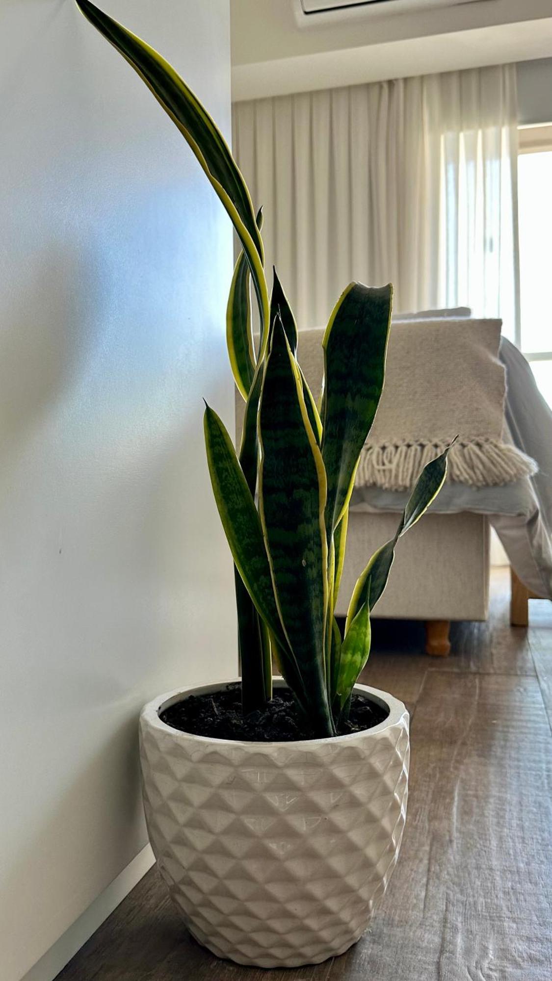Roma Recoleta Design Apartamento *