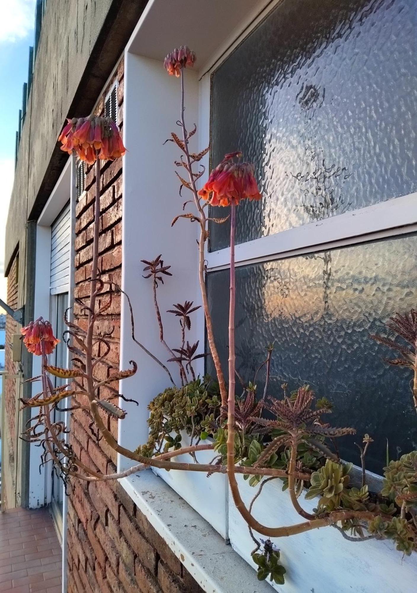 Floresta, Comodo Departamento En Caba * Ciudad Autónoma de Buenos Aires