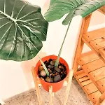Rentcaba