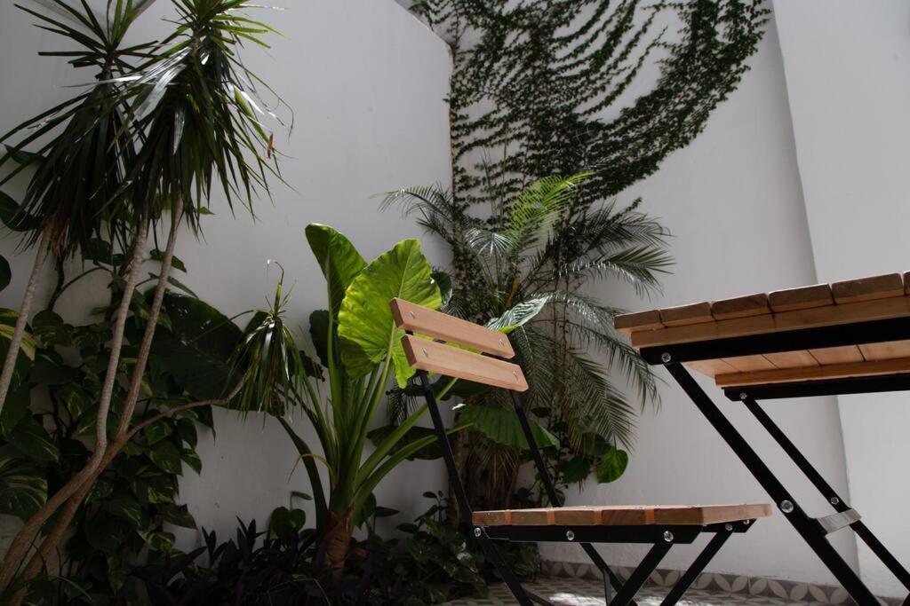 Alocasia Beautiful *