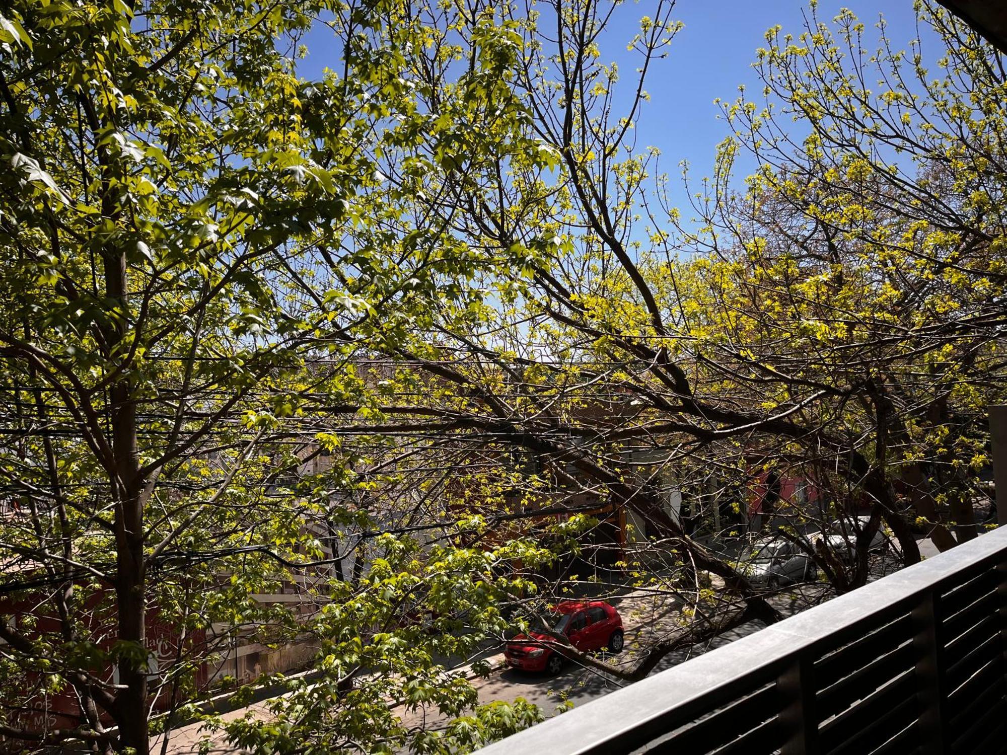 Primavera Buenos Aires