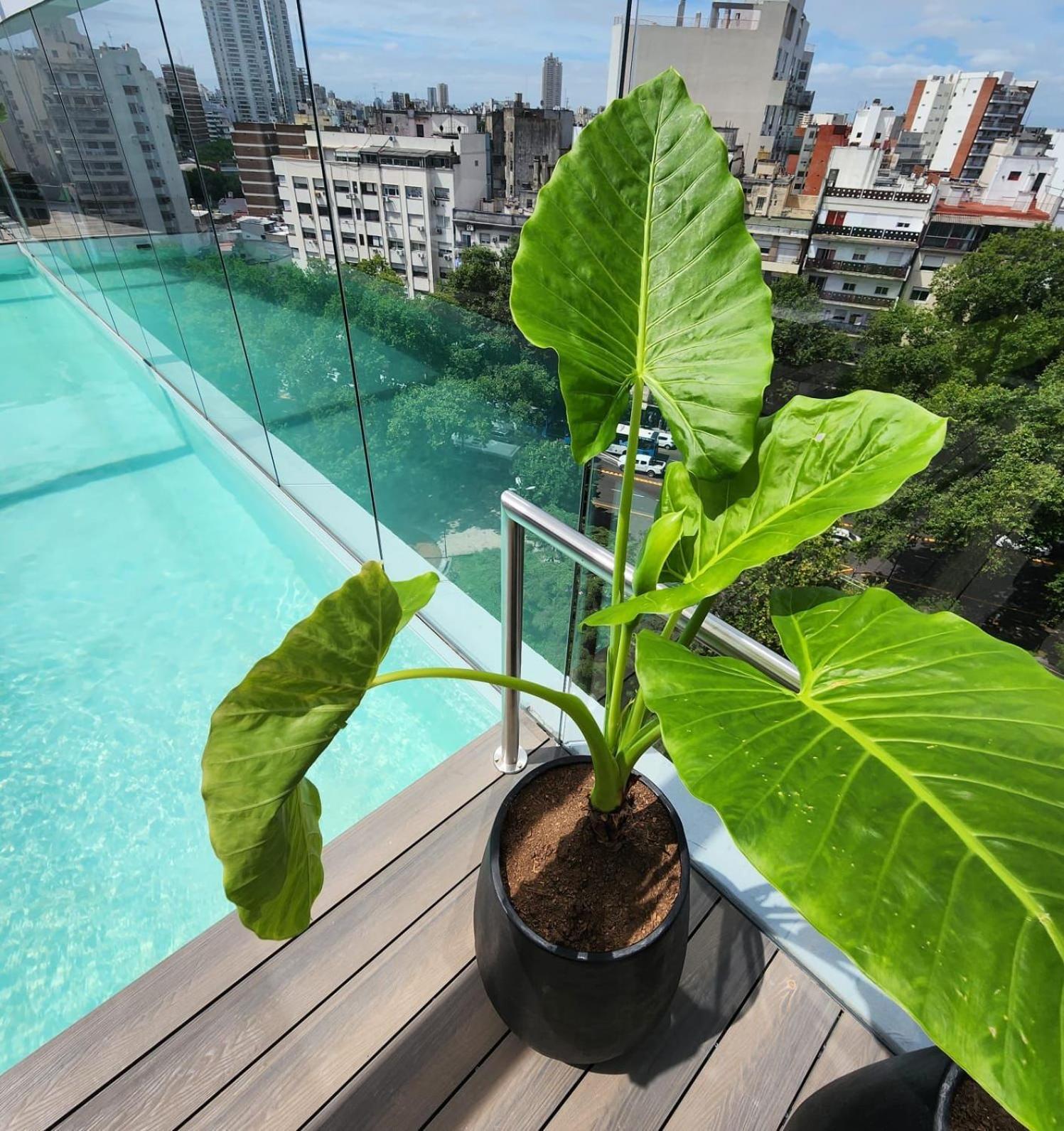 Apartamento Zinnia Amazing Studio Ciudad Autónoma de Buenos Aires