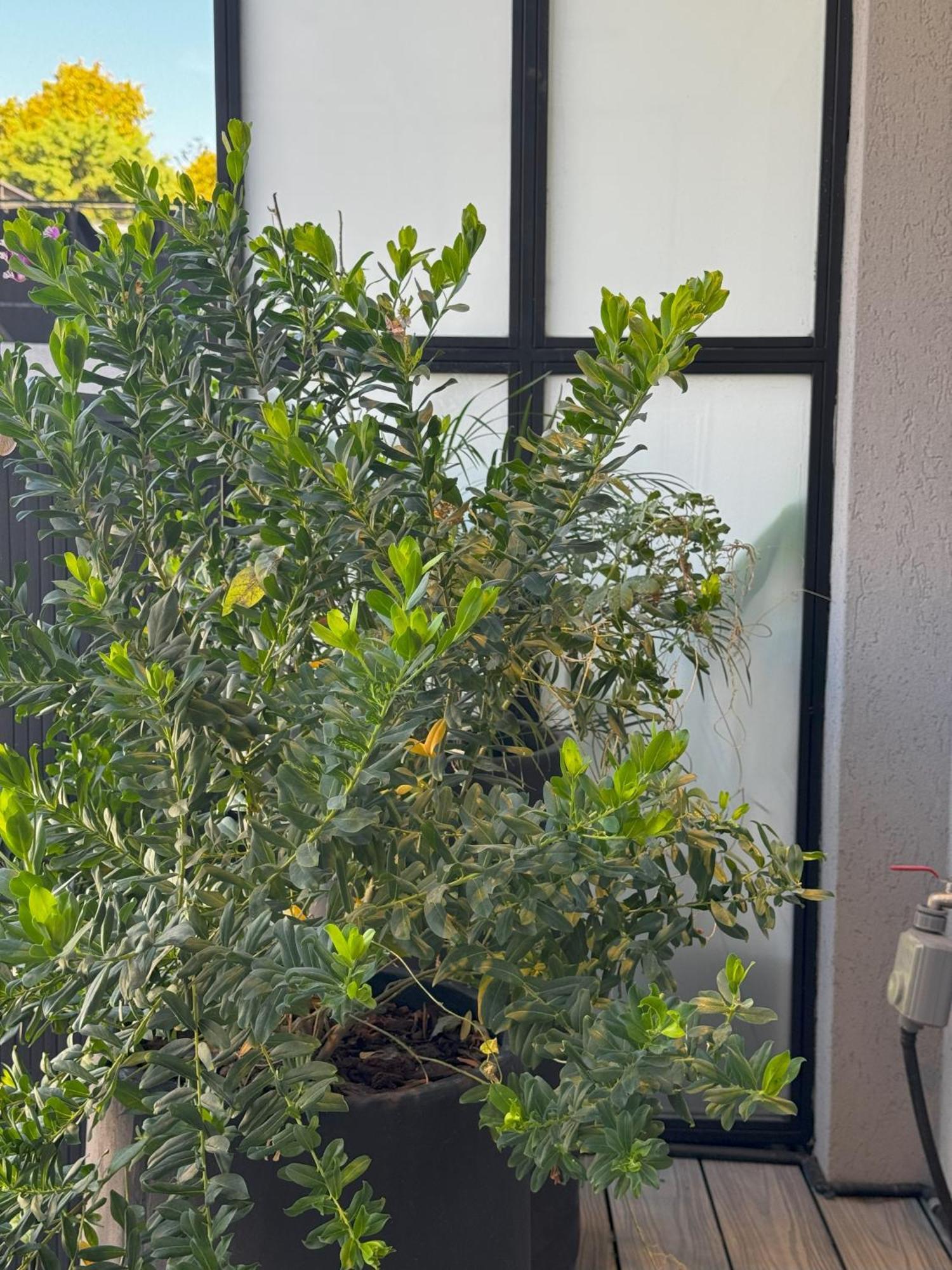 Departamento A Estrenar En Palermo Hollywood! Apartamento Ciudad Autónoma de Buenos Aires