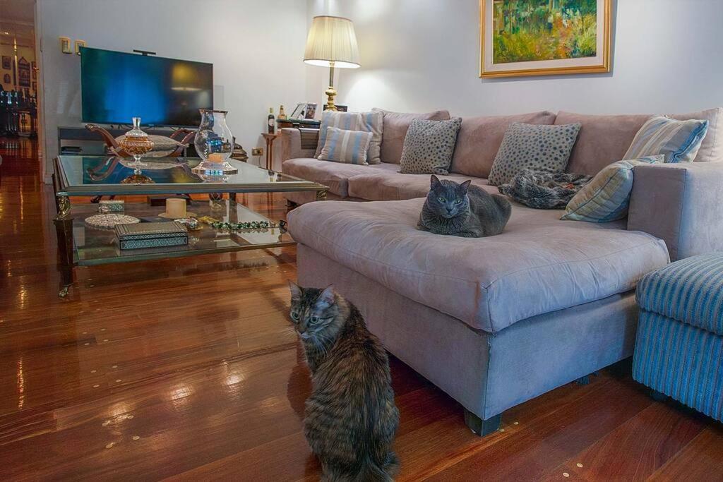 En Depto De Lujo Donde Viven 4 Gatitos