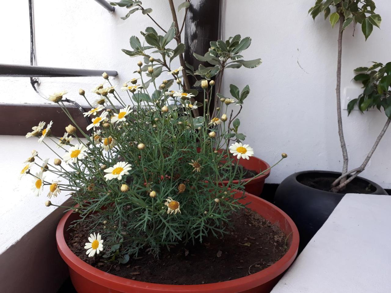 Apartamento Devoto Duplex