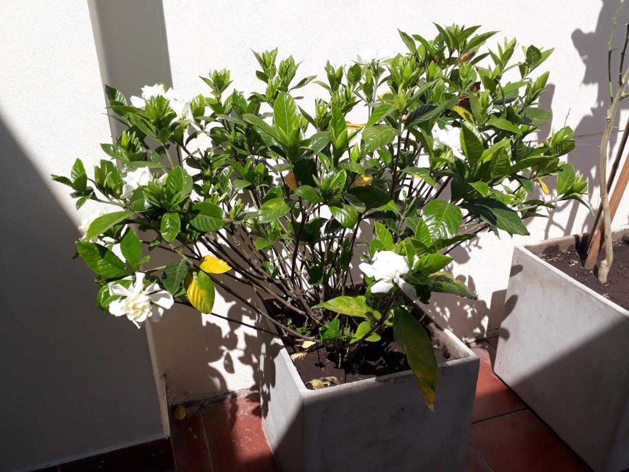 Devoto Duplex Apartamento