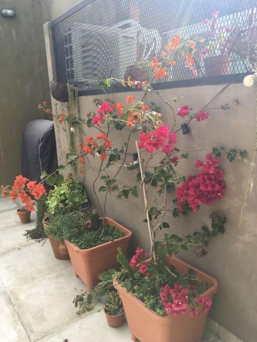 Apartamento Con Terraza Y Plantas * Ciudad Autónoma de Buenos Aires