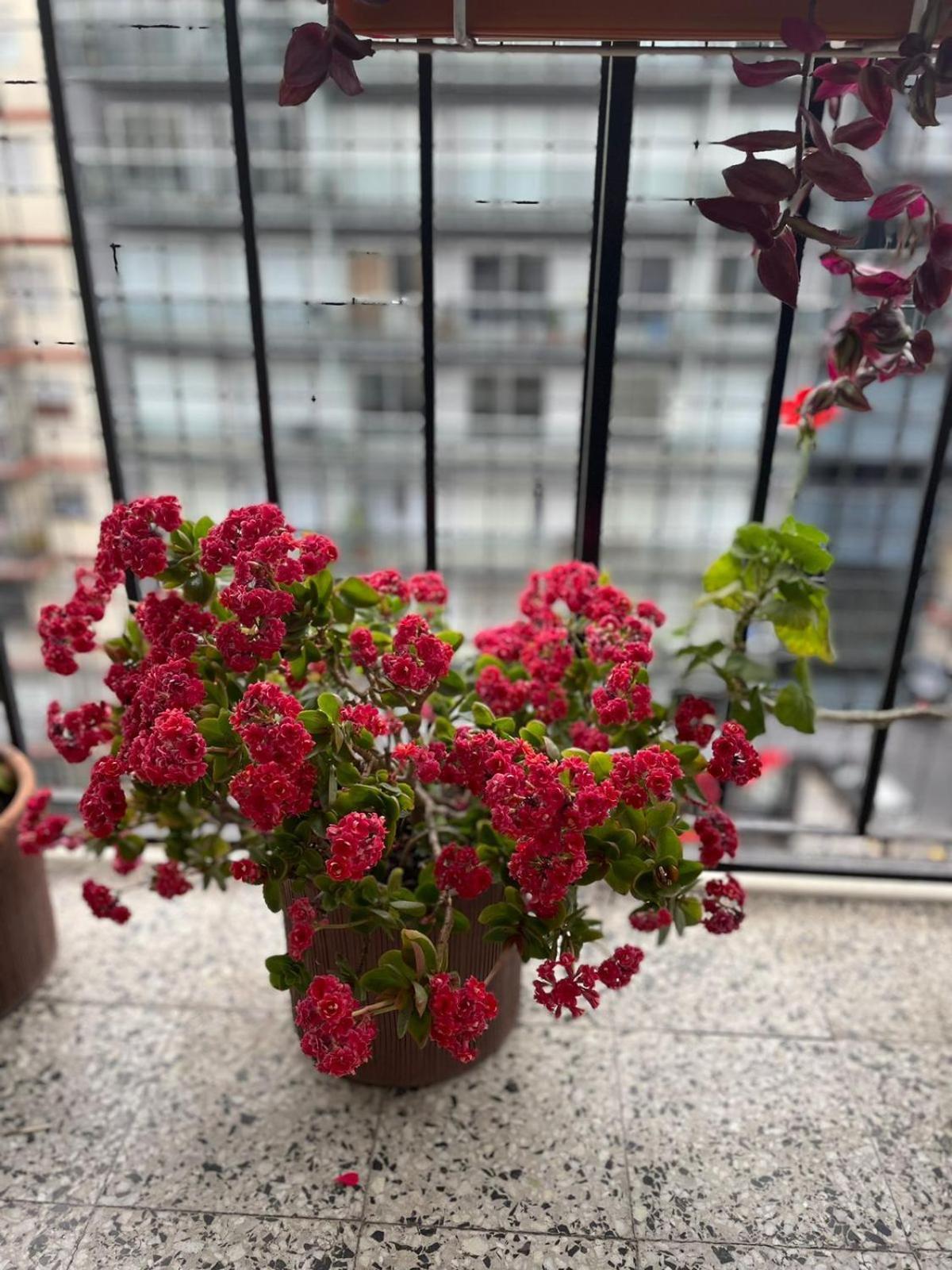 Hermoso Depto. En Pleno Palermo Soho Ciudad Autónoma de Buenos Aires
